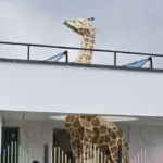 Jirafa para guardería modelo 3D
